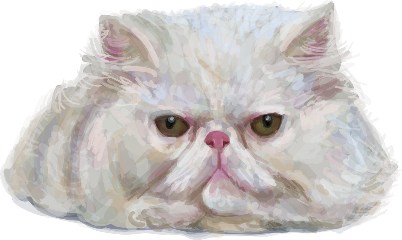 White persian cat